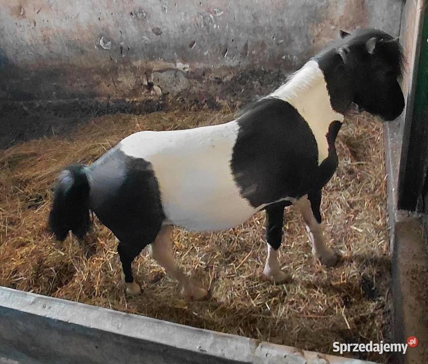 Koń Kuc Ogier 2lata Katarzyn