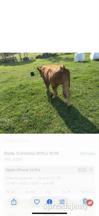 Sprzedam Jaluwka do zacielenia