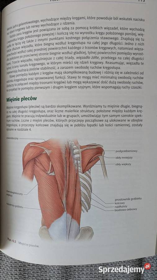 Anatomia w piłce nożnej sport zachodniopomorskie Szczecin