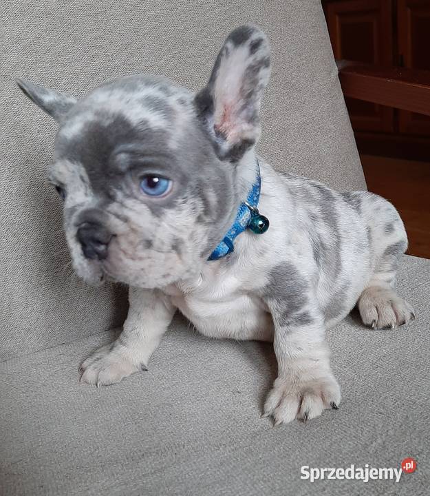 Buldog francuski szczeniaczki Lutomiersk