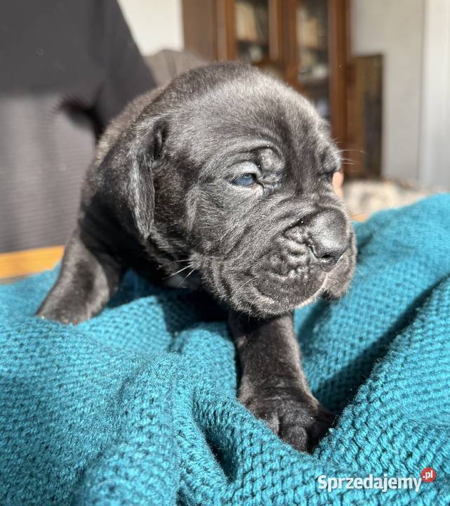 Cane Corso Italiano szczenięta łódzkie Kutno