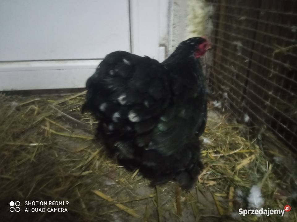 Kochin miniaturka porcelanowy para sprzedam