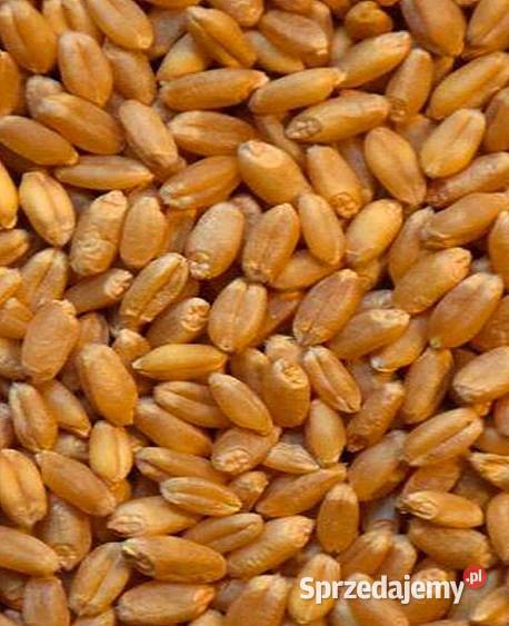 Pszenżyto 2025 sprzedam
