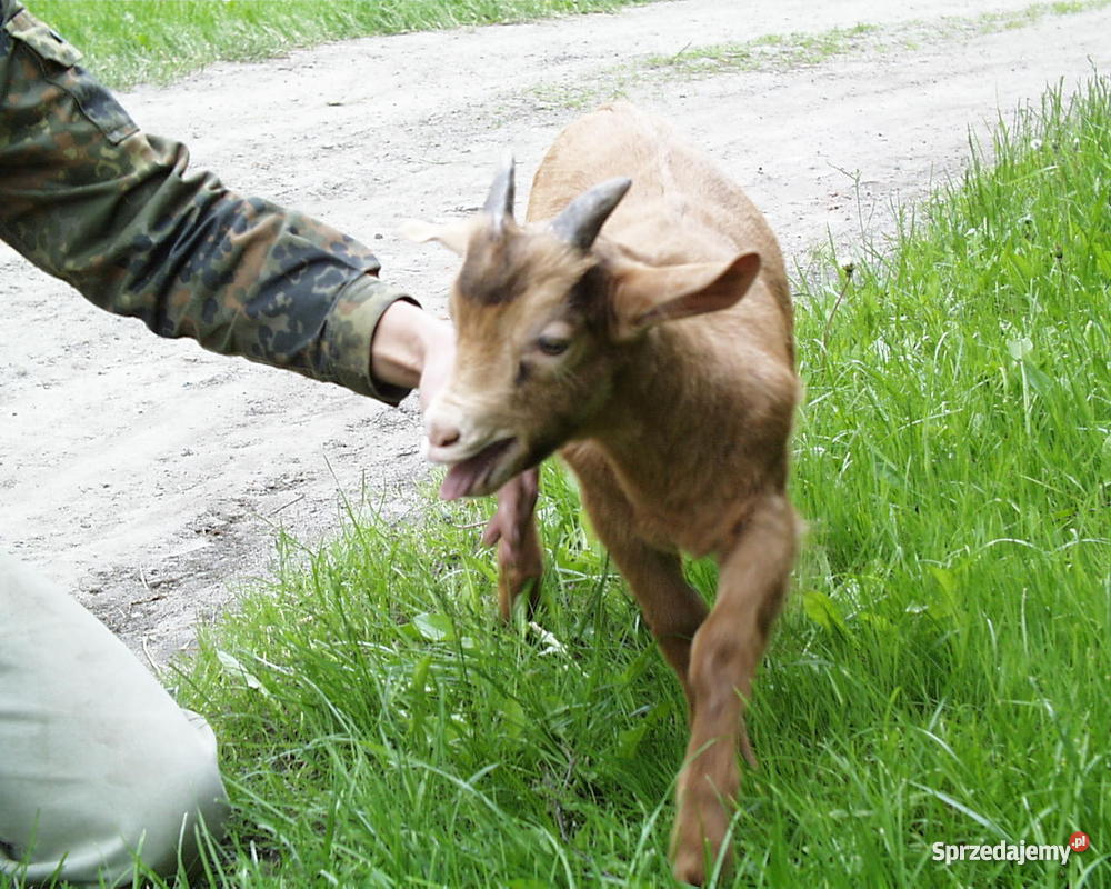 kozy koziołki Wroniawy