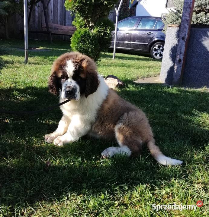 Bernardyny długowłose Wierzbica