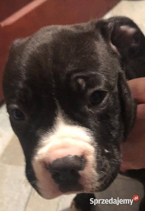 American Bully xl Kaźmierzewo