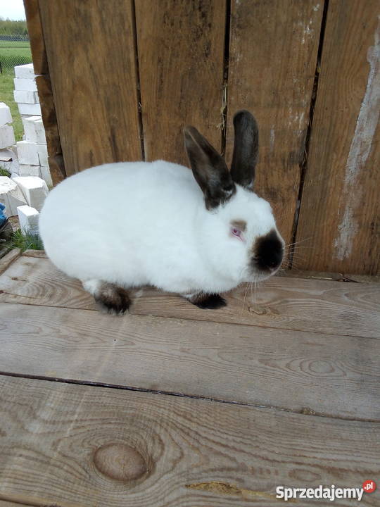Samiec Kalifornijski Czarny Stary Radzic