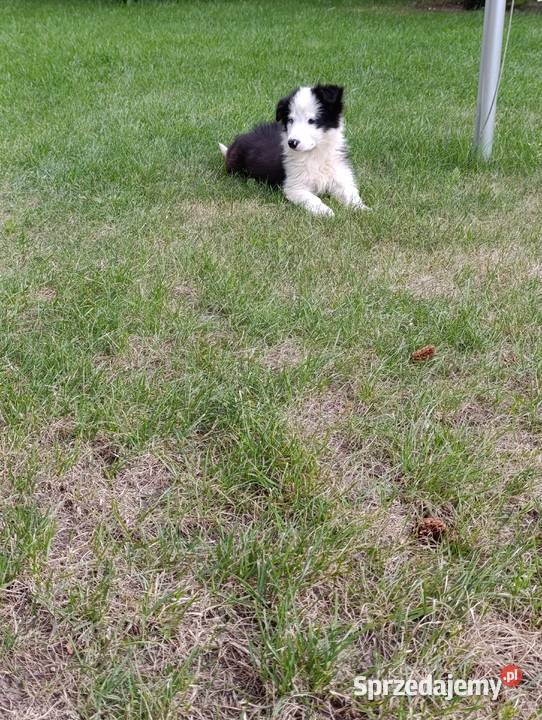 Border Collie SuczkaBadania genetyczne rodziców Szczaworyż