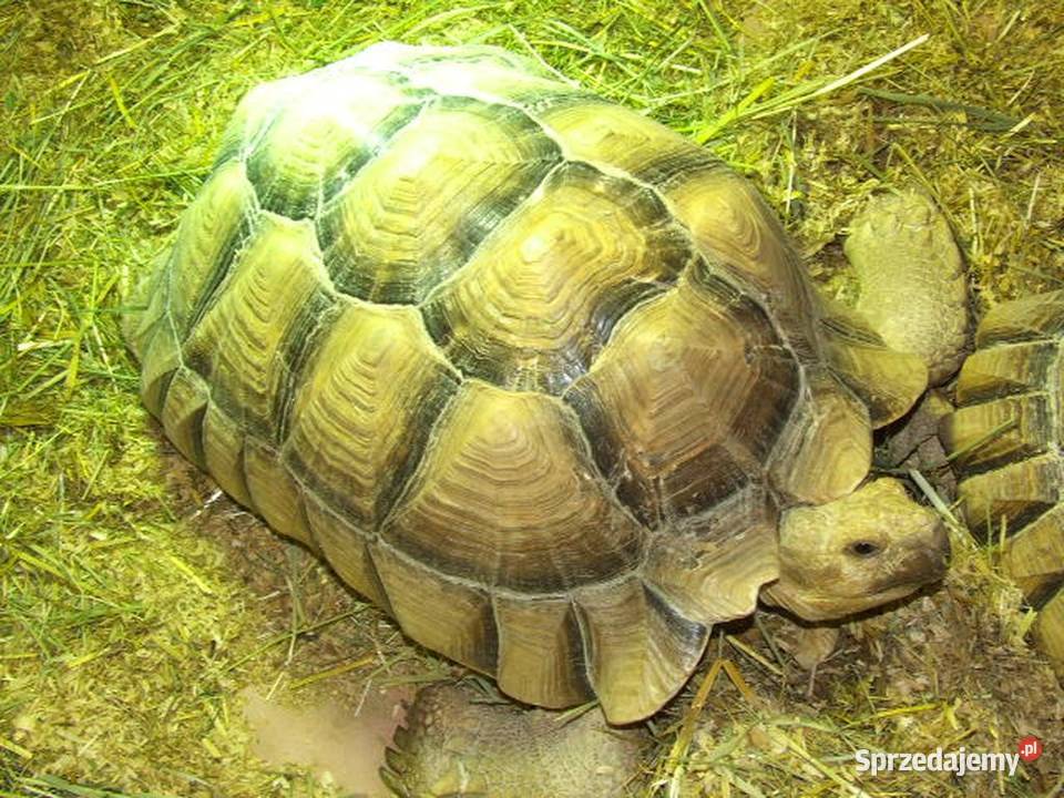 Żółwie pustynne urodzone w 2025 roku śląskie Katowice