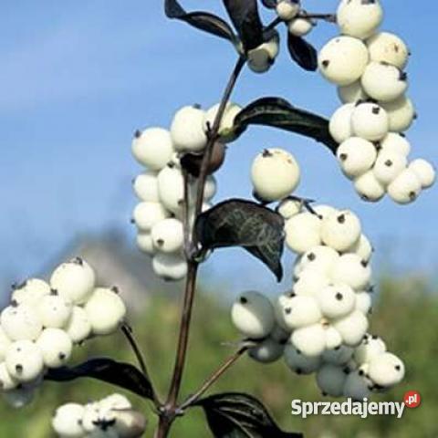 Krzewy żywopłotowe ozdobne i miododajne Miedźna