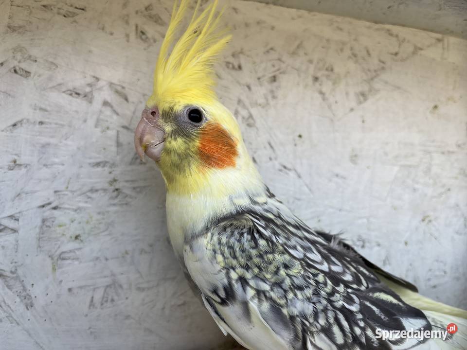 nimfy wystawowe 2026 Przeworsk