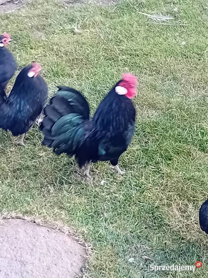Kurki batamki czarne młode Siedlce