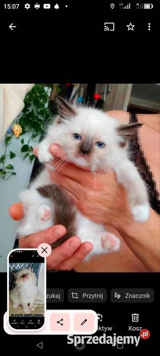 Piękne kocięta Ragdoll z rodowodem i wyprawką łódzkie sprzedam