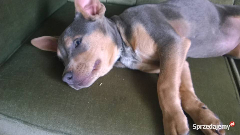 staffik niebieska suczka bez rodowodu Korczew sprzedam