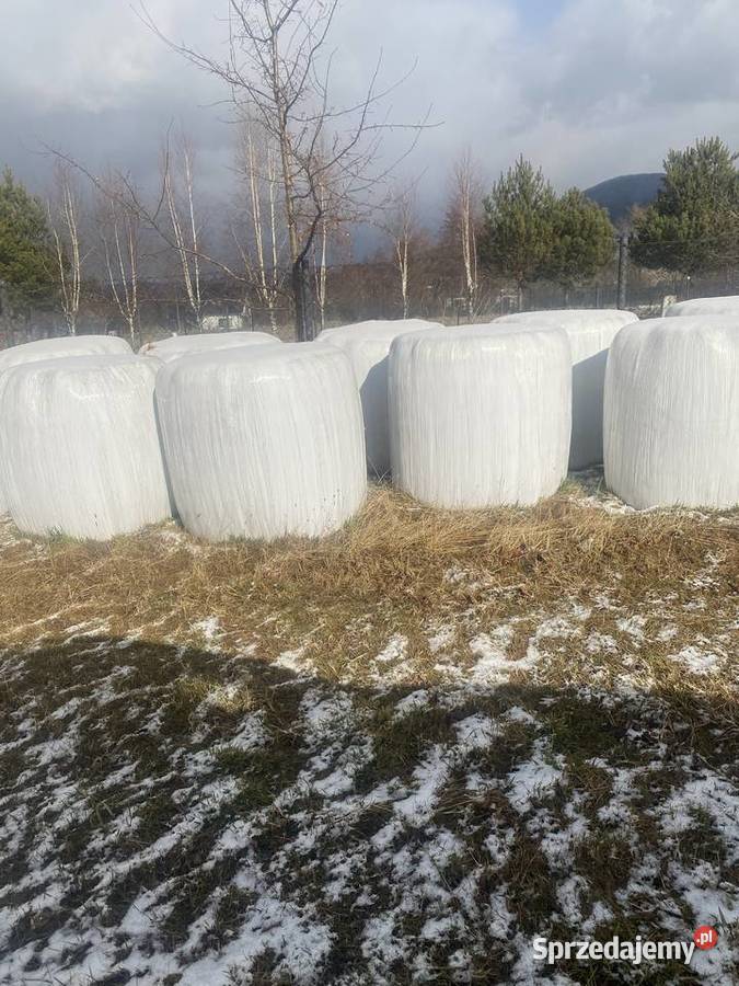 Bele sianokiszonki Wiśniowa