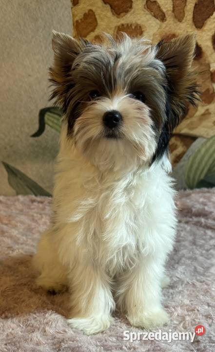 Suczki Biewer Yorkshire Terrier FCI ZKwP Głuszyca