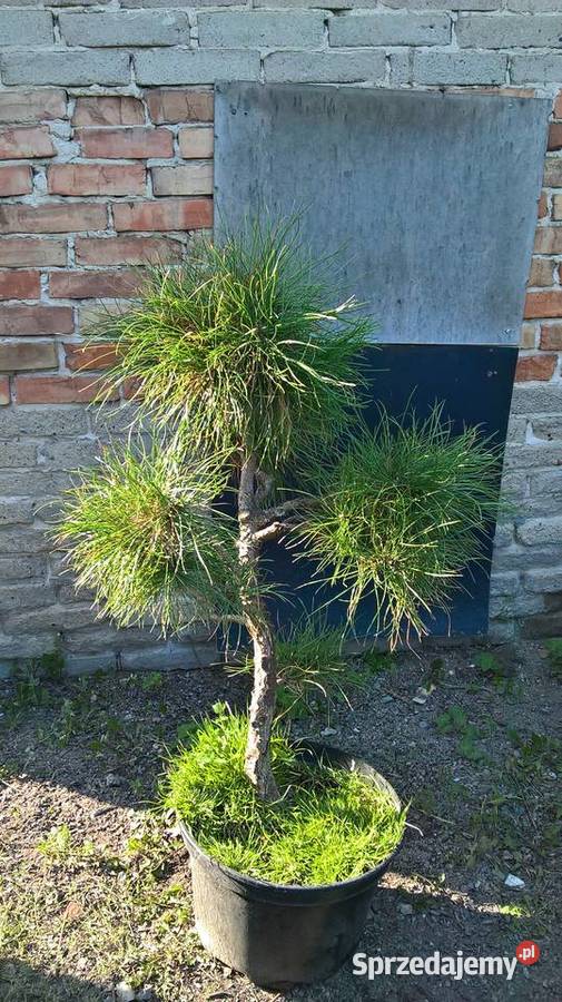 Ogrodowe Bonsai Sosny Iglaste Mszczonów