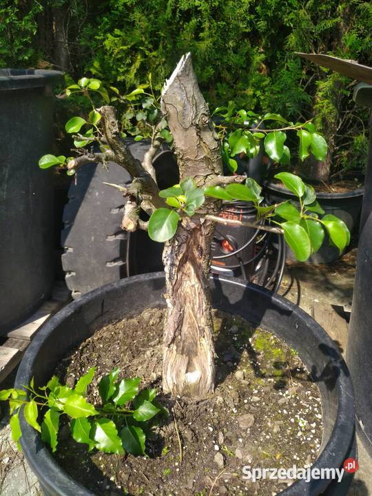 Drzewka pre bonsai dzika grusza i grab
