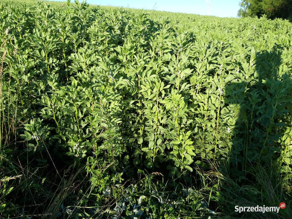 Bobik wyczyszczony na poplon Pozostałe Zarogów
