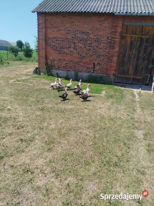 Kaczuszki młode około 100 Kolembrody