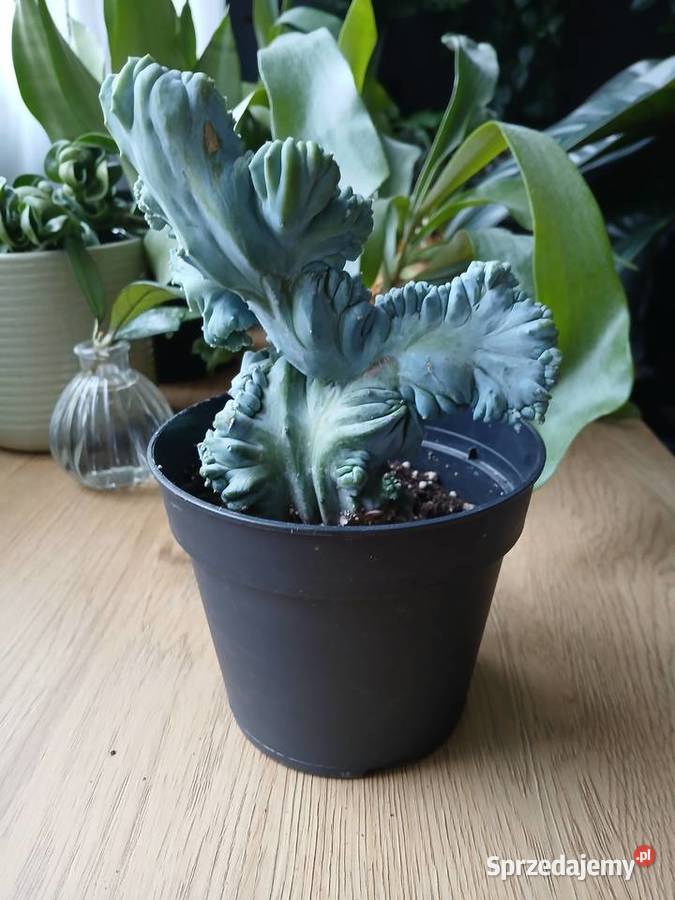 Myrtillocactus geometrizans cristata