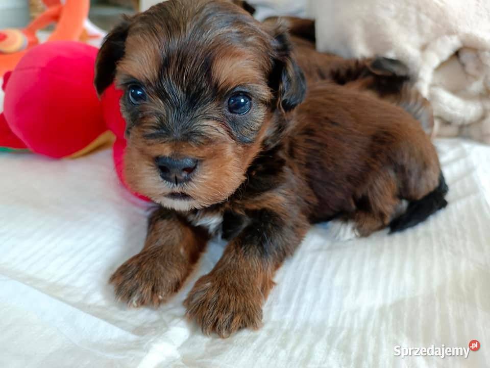 Hawańczyk szczenięta śliczne wyjątkowe kolory łódzkie