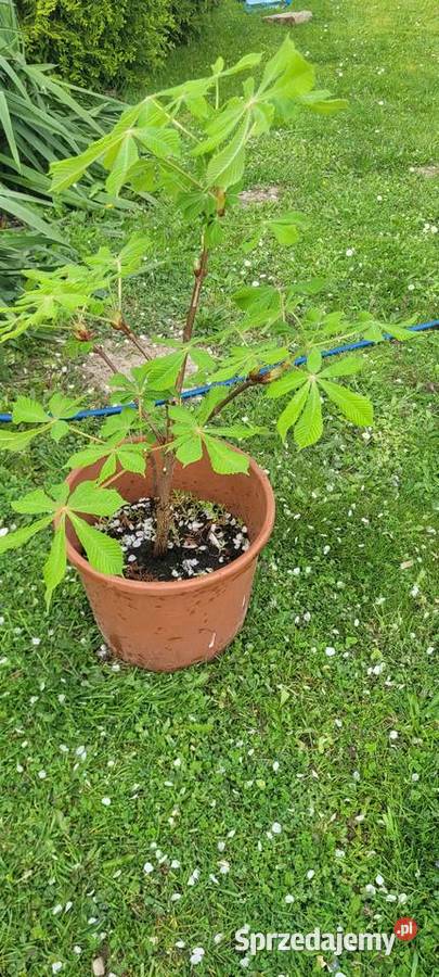 Kasztanowiec zwykły biały śląskie Żory