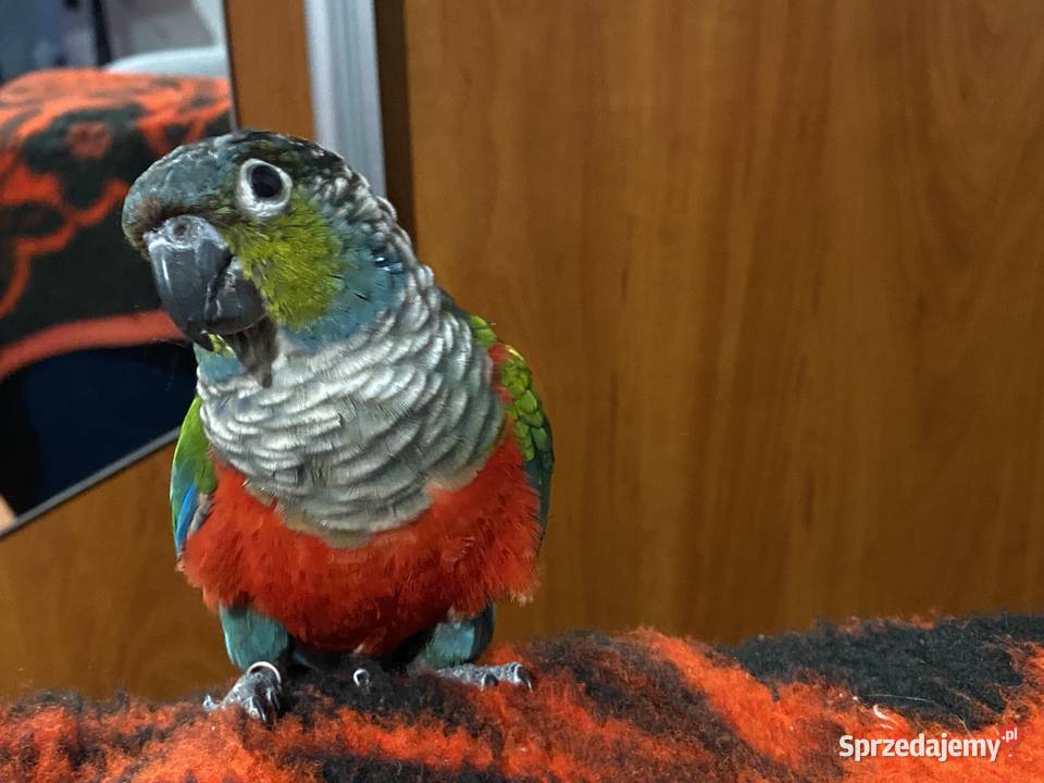 Papuga rudosterka czerwonobrzucha Kobiór