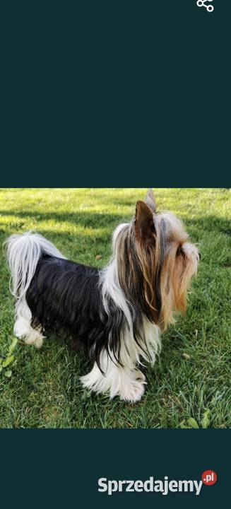 yorkshire terrier chłopiec tricilor Kraków