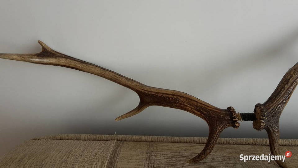 Sprzedam poroźe jelenia Kraków sprzedam