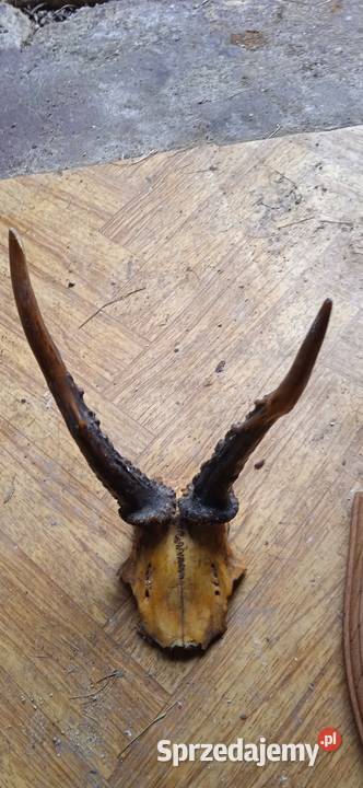 Poroża Male Antyki, Sztuka, Kolekcje Świdnica