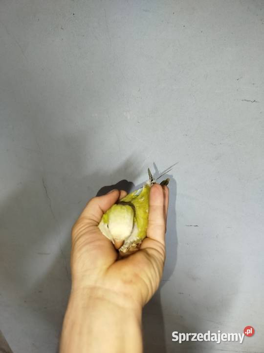 Samica mnich niziny 25 roku Ptaki Uchylsko