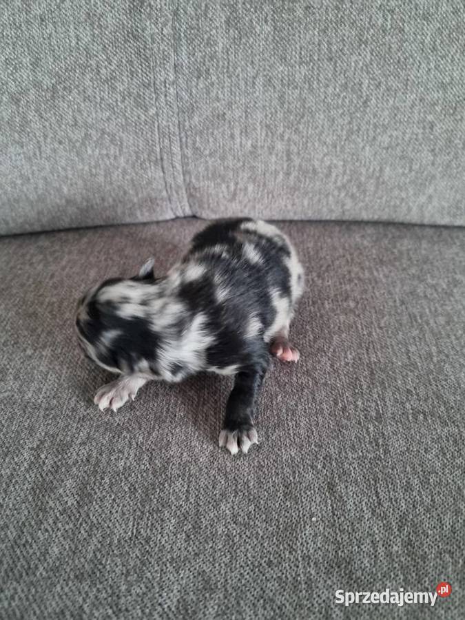 Szpic miniaturowy szczenięta