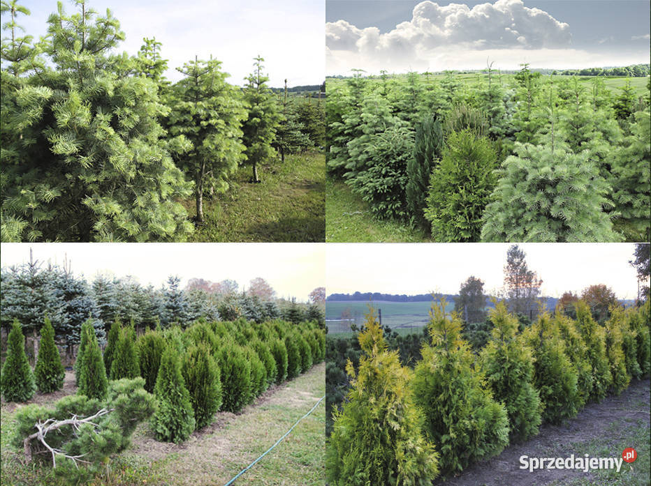 Thuja/Tuja Szmaragd, Kórnik Jodła Sosna,Tokary Gdańsk Gdynia