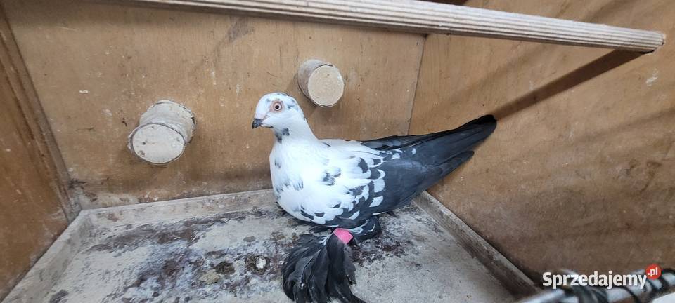 Gołębie widyn polski Skierniewice
