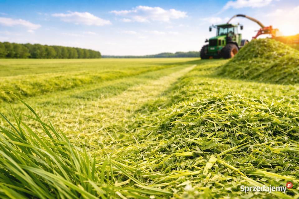 Biopuls Silorex T preparat do kiszonki z traw i podlaskie Bielsk Podlaski