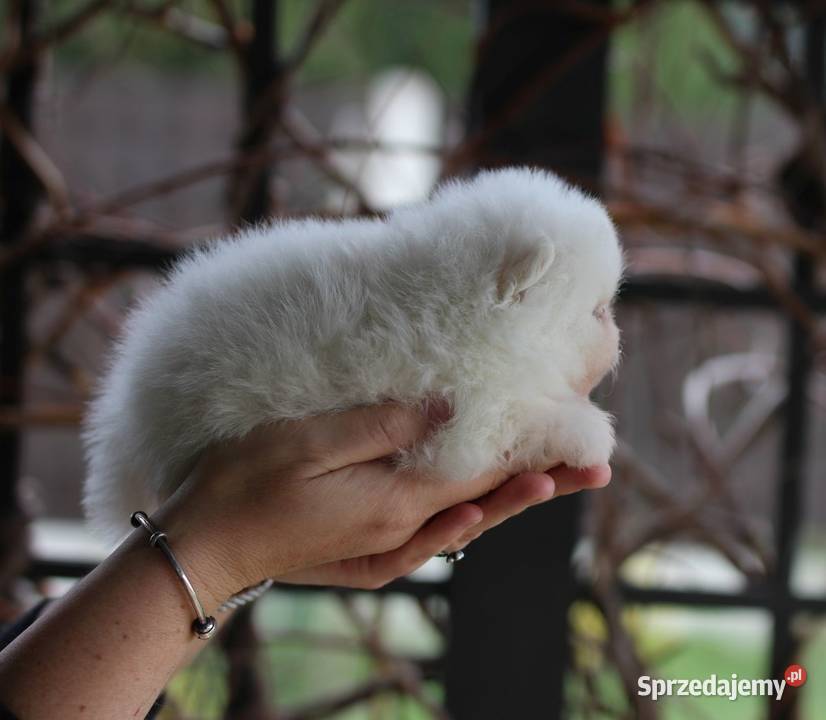 Pomeranian malutki piesek XS FCI łódzkie Konstantynów Łódzki