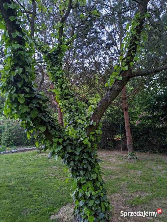 Bluszcz Hedera Helix zimozielony Duże Sadzonki Lublin