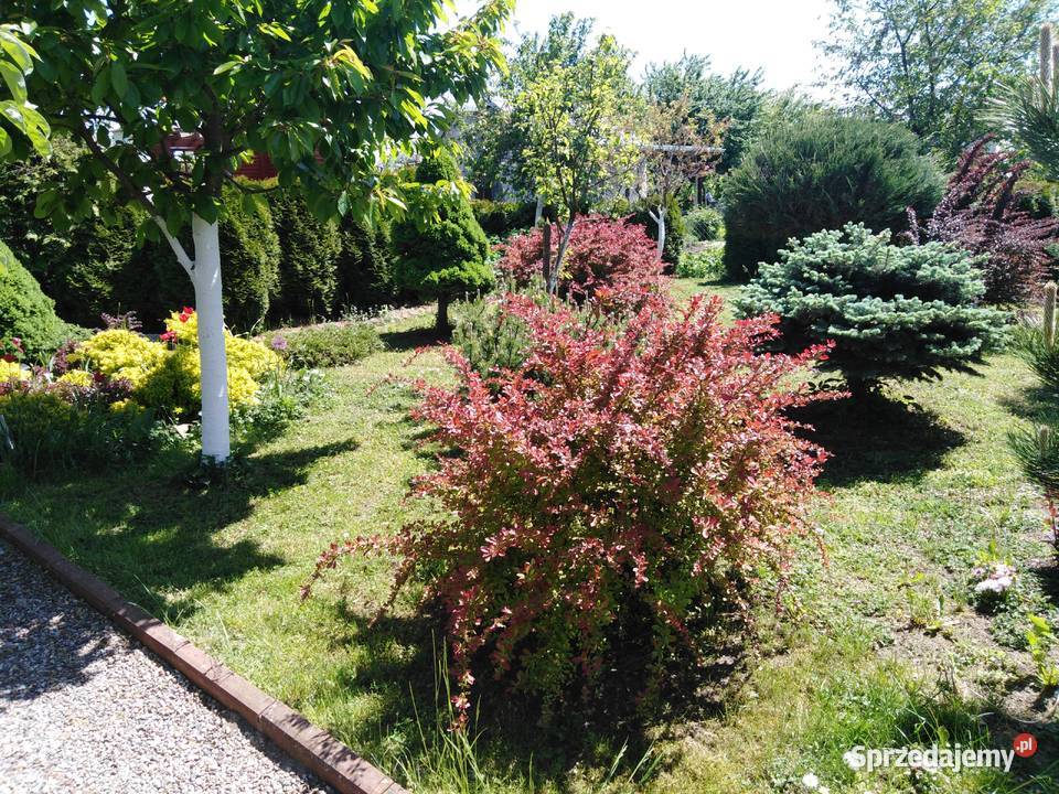 SPRZEDAM DZIAŁKĘ OGRODOWĄ ROD OLECKO