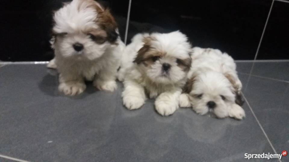 Shihtzu kujawsko-pomorskie sprzedam