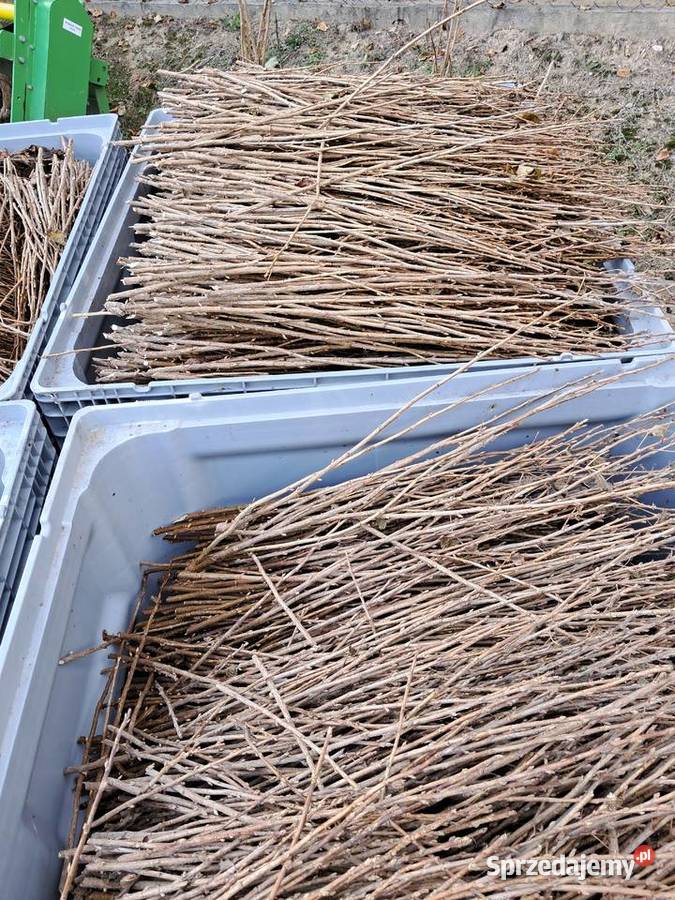 Sprzedam zrazy patyki tisel