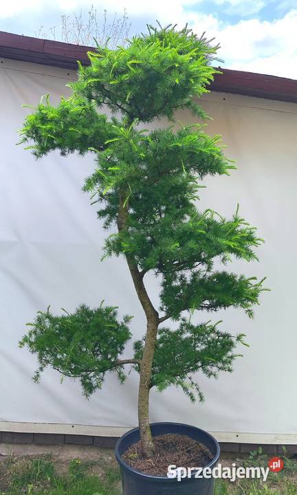 Bonsai Niwaki Modrzew Medynia Łańcucka