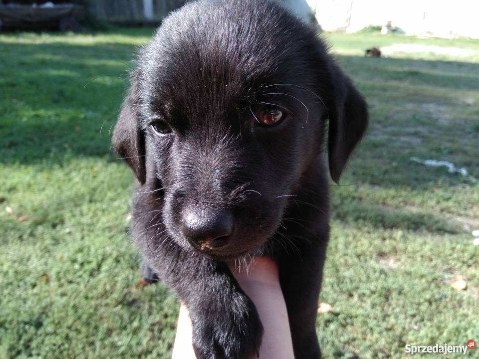 sprzedam małe pieski Mołomotki sprzedam