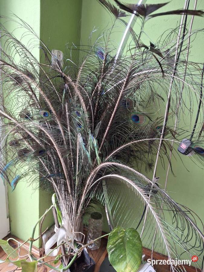 Pawi ogon Sułoszyn sprzedam