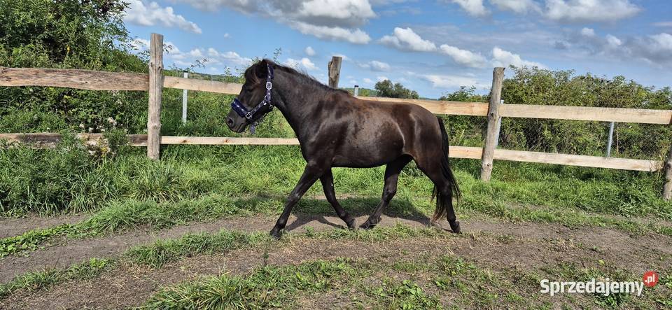 Kara klacz huculska 45 roku HROBY Pyrzyce