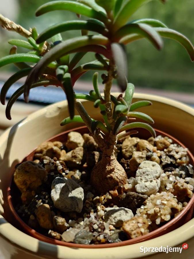 Delosperma bosseranum kaudeks miniatura w Warszawa