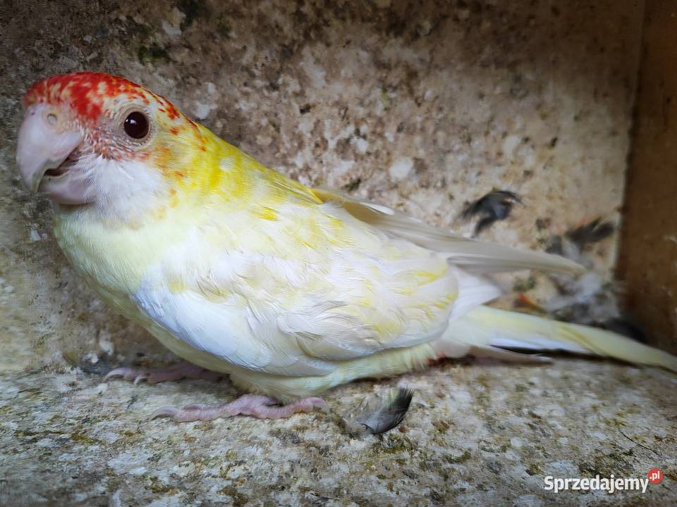 Papugi rozella bladoglowa lutino Bochnia