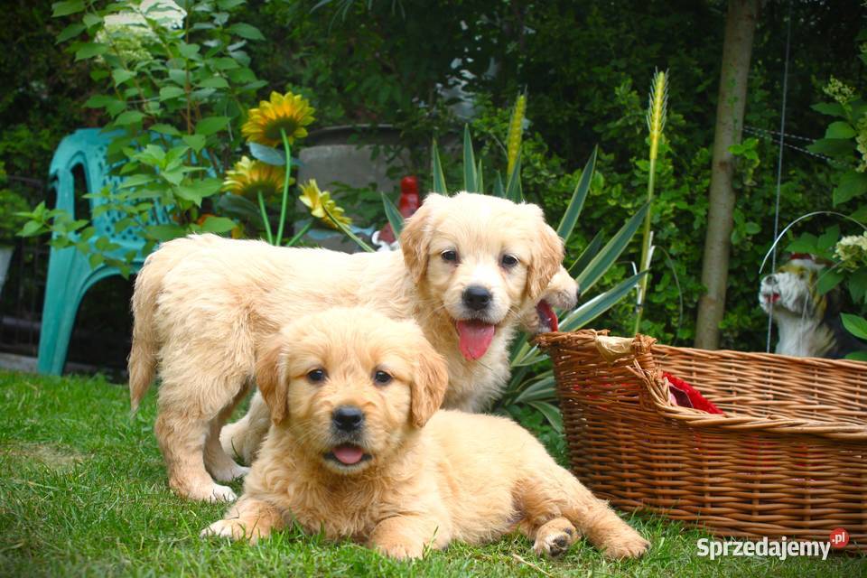 Golden retriever szczeniaki 7 tygodni Sulistrowa