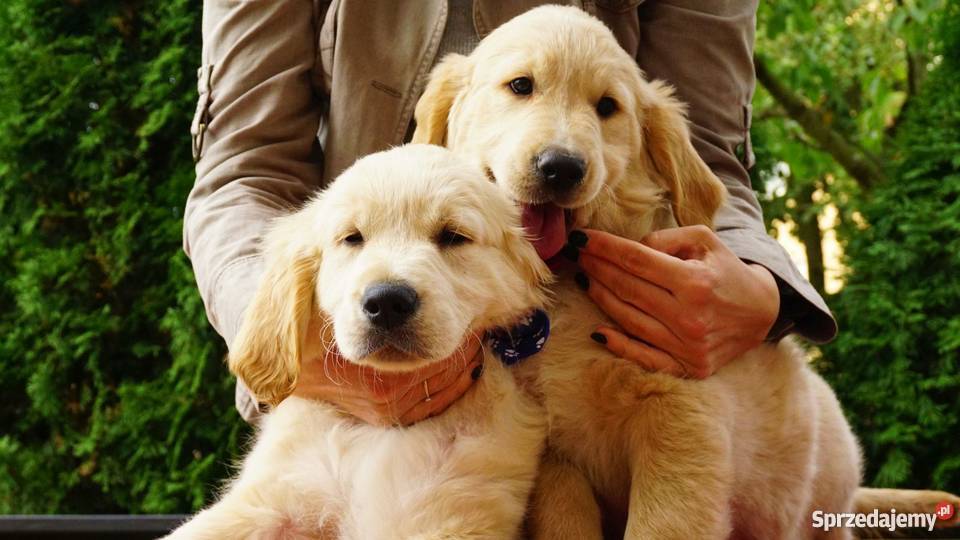 Golden Retriever rodowodowe ZKwP FCI goldeny Łężki-Parcel