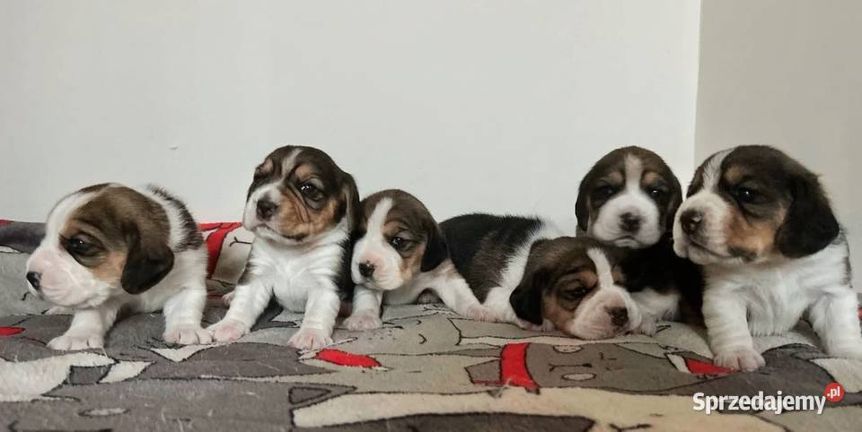 Beagle tricolor ZKwP Konopiska sprzedam